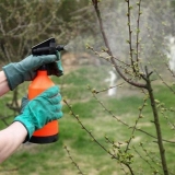 Kada mogu prskati voćke od štetočina